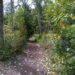 Into the Forest