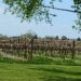 Vineyard in Bloom on the Niagara Parkway